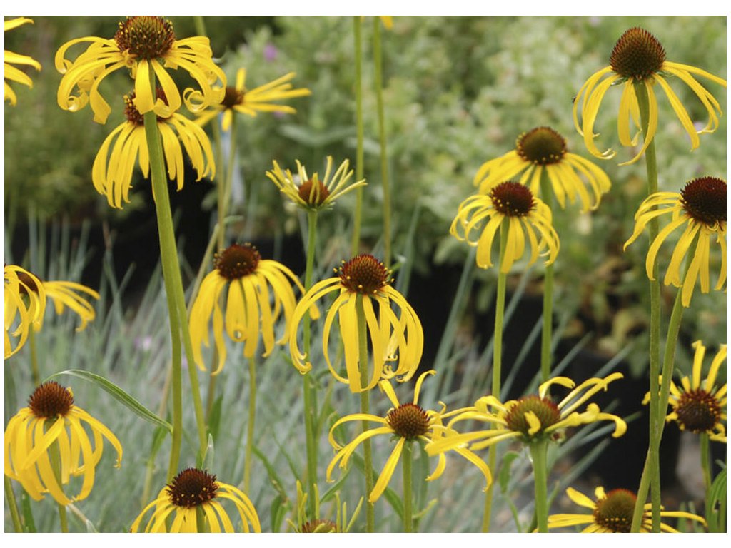 Echinacea paradoxa